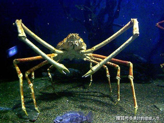 海底大猎杀crab madness是什么模式_猎杀u-42海底大战_海底猎杀小游戏