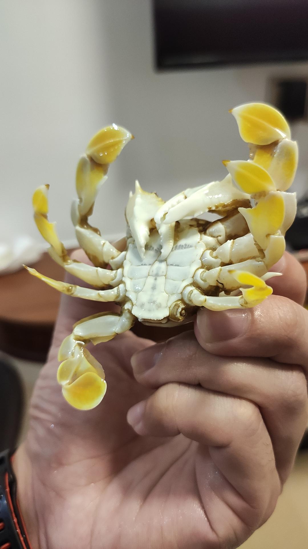 螃蟹生态系统_螃蟹生物模式图_螃蟹 模式生物