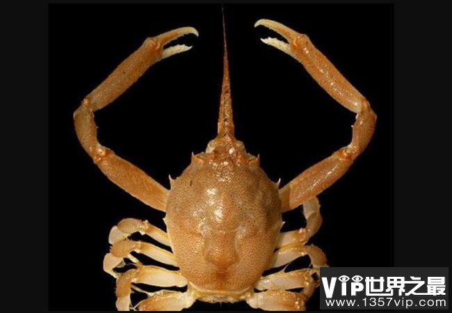 螃蟹生态系统_螃蟹生物模式图_螃蟹 模式生物