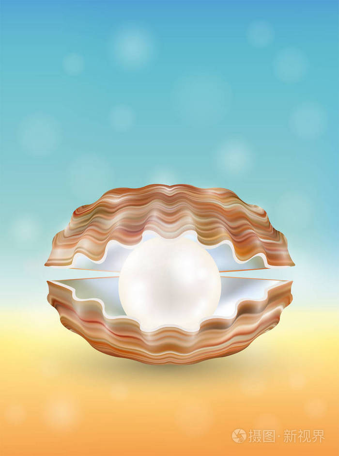 扇贝网的贝壳-学习界的宝藏：贝壳，你不得不知的学习利器