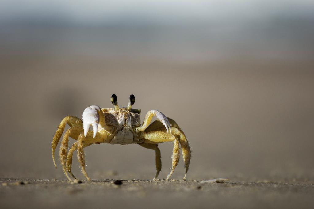 海底大猎杀螃蟹走不动路bug-海底世界探险：小明的奇幻之旅