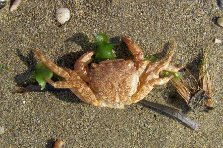 海底抓螃蟹_海底大猎杀螃蟹走不动路bug_海底大猎杀大螃蟹