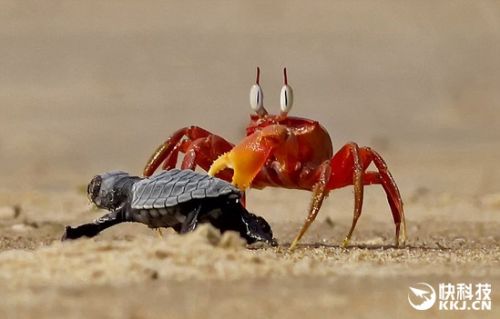 海底抓螃蟹_海底大猎杀大螃蟹_海底大猎杀螃蟹走不动路bug