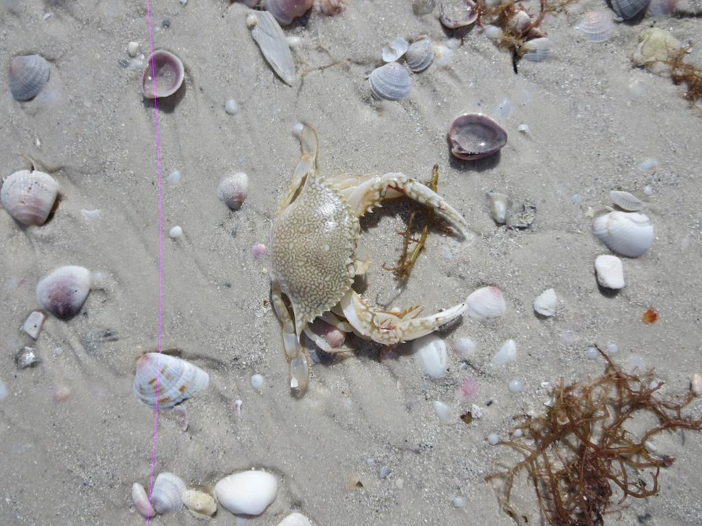 海底大猎杀大螃蟹_海底抓螃蟹_海底大猎杀螃蟹走不动路bug