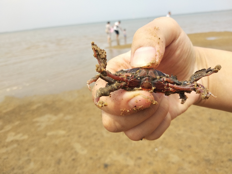 螃蟹大猎杀-惊险刺激：螃蟹猎人的故事