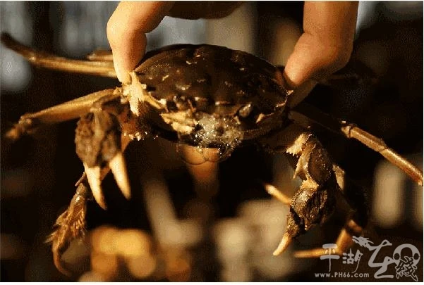 螃蟹模式生物_螃蟹生物模式是什么_螃蟹生态系统