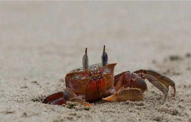 螃蟹生物模式图_螃蟹模式生物_螃蟹生物模式图片