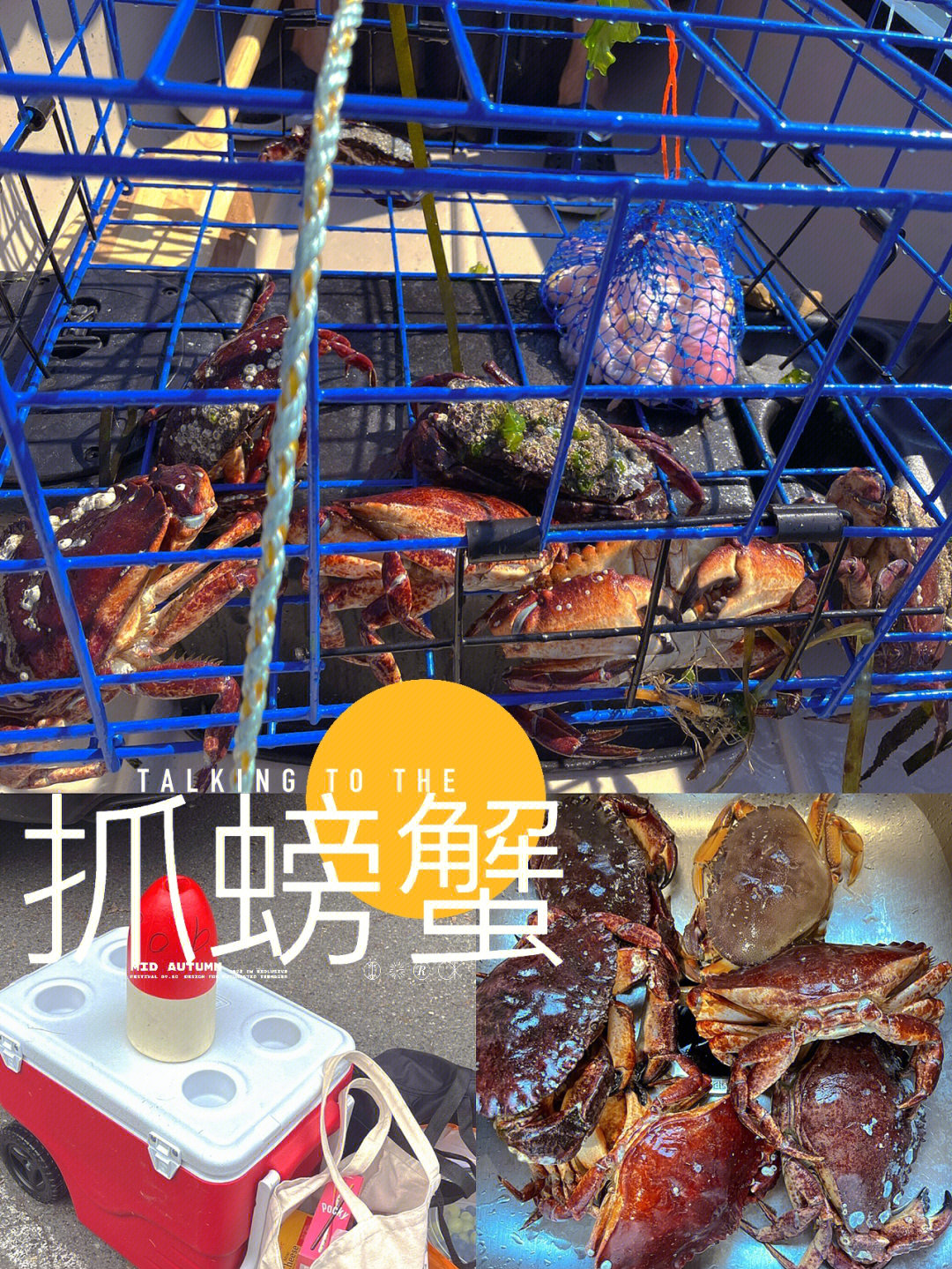 螃蟹大猎杀_螃蟹的海底大猎杀视频_大螃蟹攻击人类