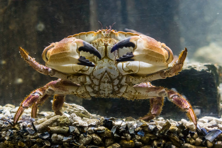 海底大猎杀螃蟹走不动路bug_海底抓螃蟹_螃蟹的海底大猎杀视频