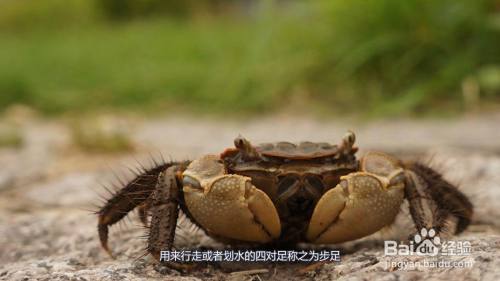 螃蟹模式图_螃蟹模式_螃蟹模式汽车实际续航