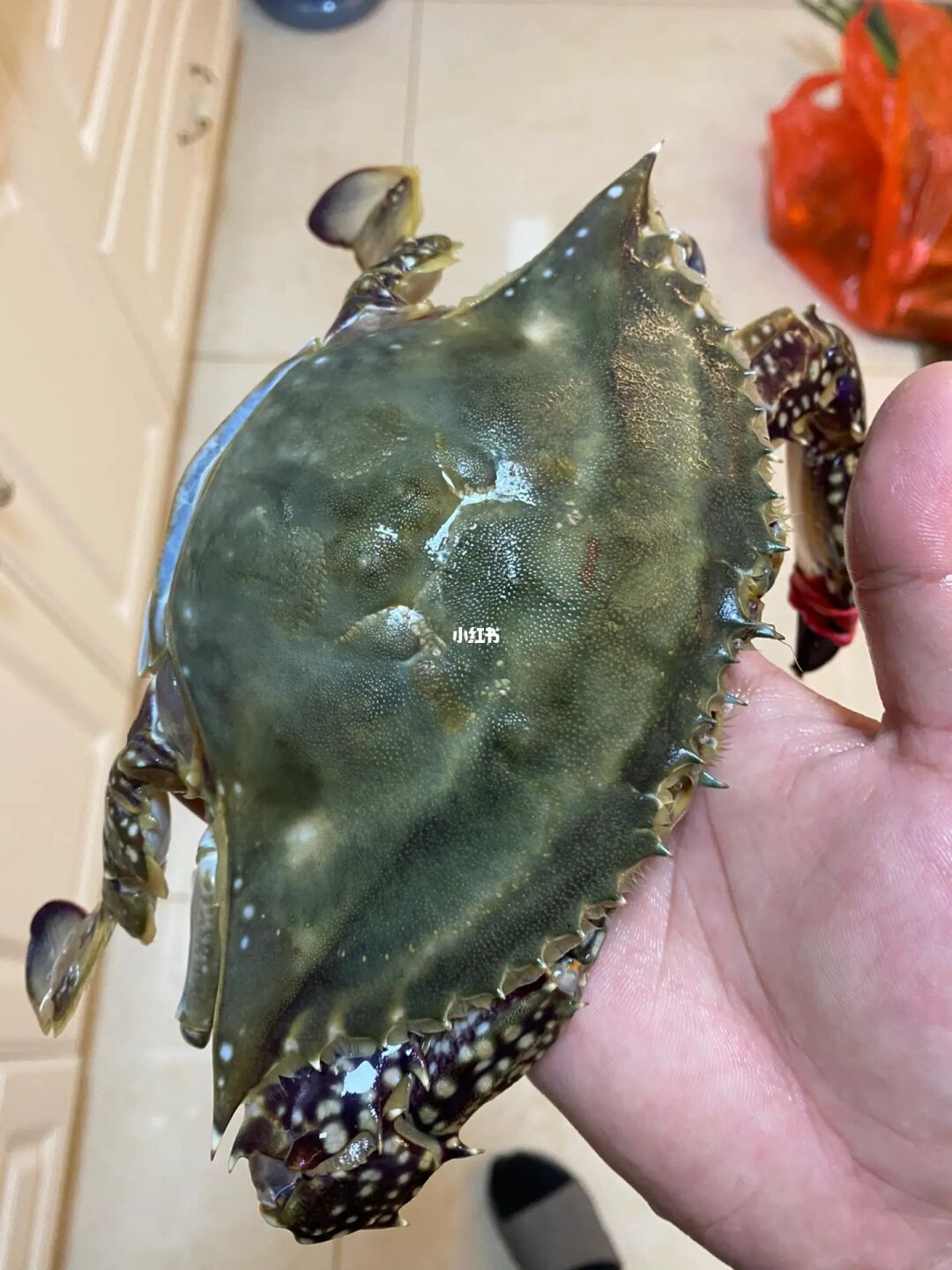 海底大猎杀crab madness是什么模式_海底猎杀手游版_海底猎杀小游戏
