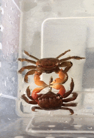 海底大猎杀螃蟹走不动路bug-揭秘大猎杀螃蟹走不动路bug