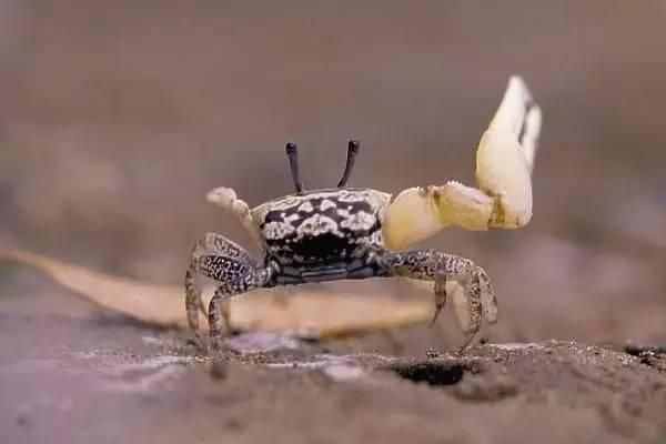 螃蟹模式生物_螃蟹生物图_螃蟹生物模式图片