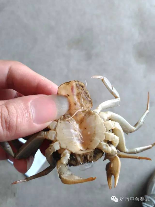 螃蟹模式生物_螃蟹生态系统_螃蟹生物图