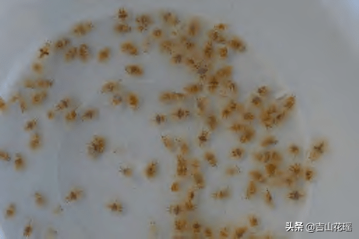 螃蟹 模式生物_螃蟹生物模式图_螃蟹生物模式是什么