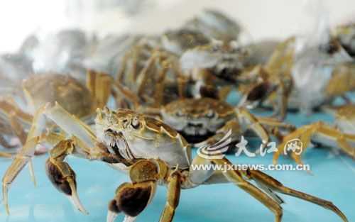 海底大猎杀螃蟹走不动路bug-探秘思越木结构：海底的未知世界