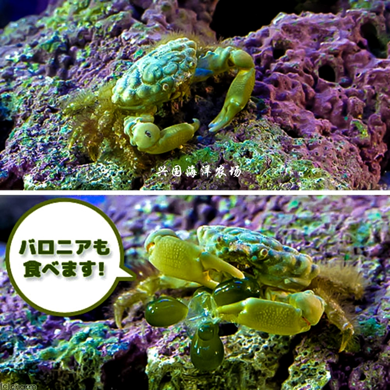 海底大猎杀螃蟹走不动路bug_海底大猎杀螃蟹大战_海底大猎杀大螃蟹