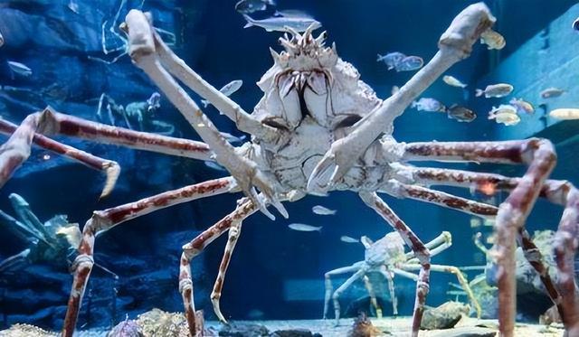 海底大猎杀螃蟹王游戏-螃蟹王者：海底传说
