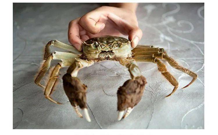 海底大猎杀螃蟹王游戏_海底大猎杀螃蟹掉落的法杖_海底猎杀之帝王蟹