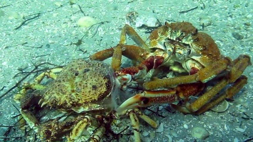 海底大猎杀螃蟹王游戏_海底猎杀之帝王蟹_海底大猎杀螃蟹王权杖有什么用