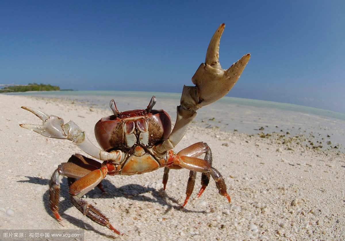 海底猎杀手游版_海底猎杀小游戏_海底大猎杀crab madness是什么模式