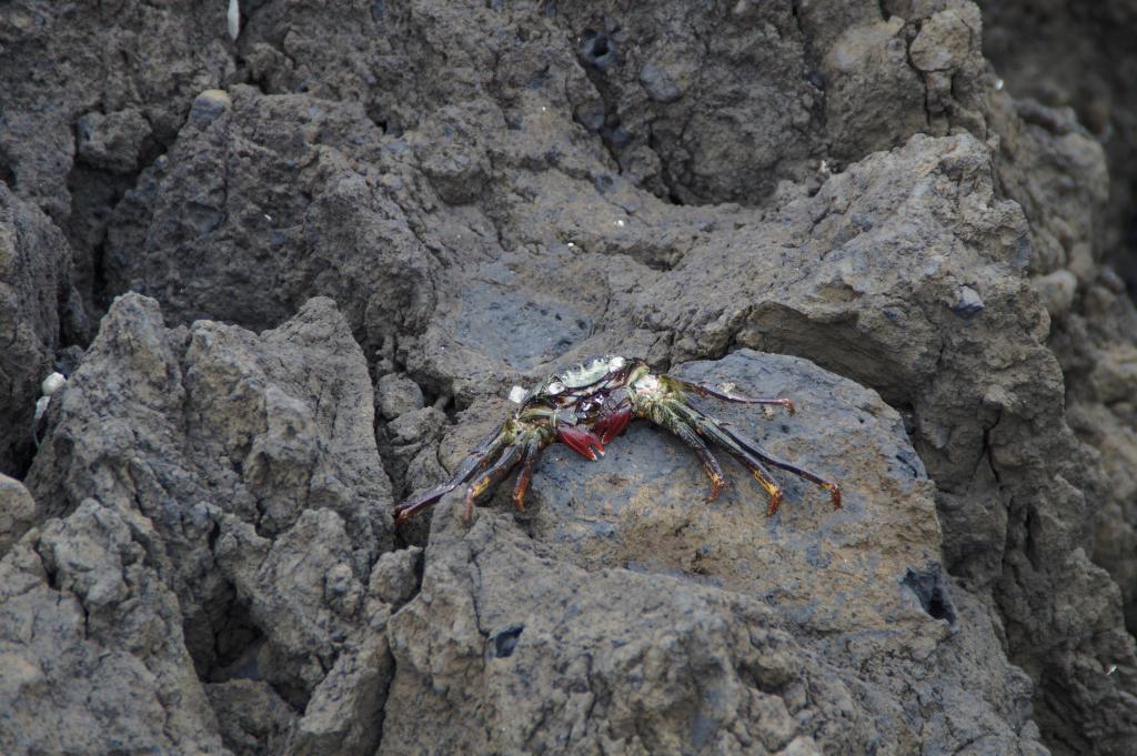 海底猎杀手游版_海底大猎杀crab madness是什么模式_海底猎杀小游戏