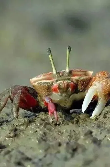 螃蟹生物模式图片_螃蟹 模式生物_螃蟹生物模式图