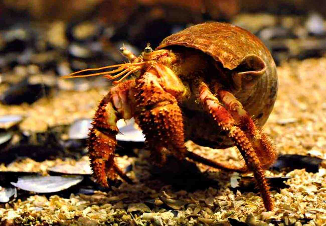 螃蟹 模式生物_螃蟹生物模式图_螃蟹生物模式图片