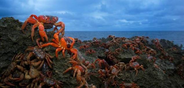 海底猎杀海_海底大猎杀crab madness是什么模式_海底猎杀小游戏