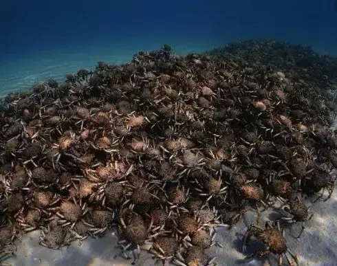 螃蟹的海底大猎杀_海底大猎杀螃蟹走不动路bug_螃蟹的海底大猎杀视频