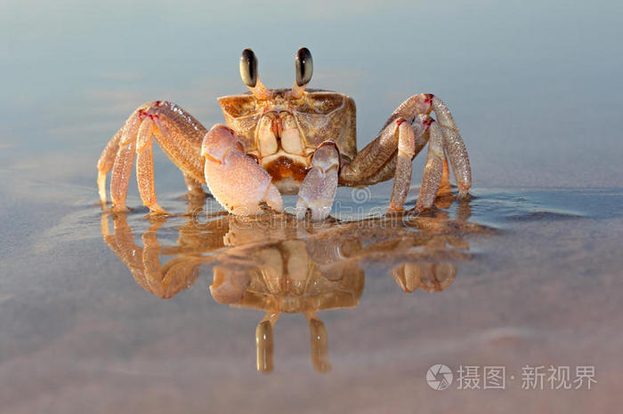 螃蟹的海底大猎杀_螃蟹的海底大猎杀视频_海底大猎杀螃蟹走不动路bug