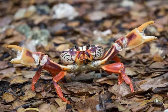 螃蟹生物模式图片_螃蟹模式生物_螃蟹生物模式是什么