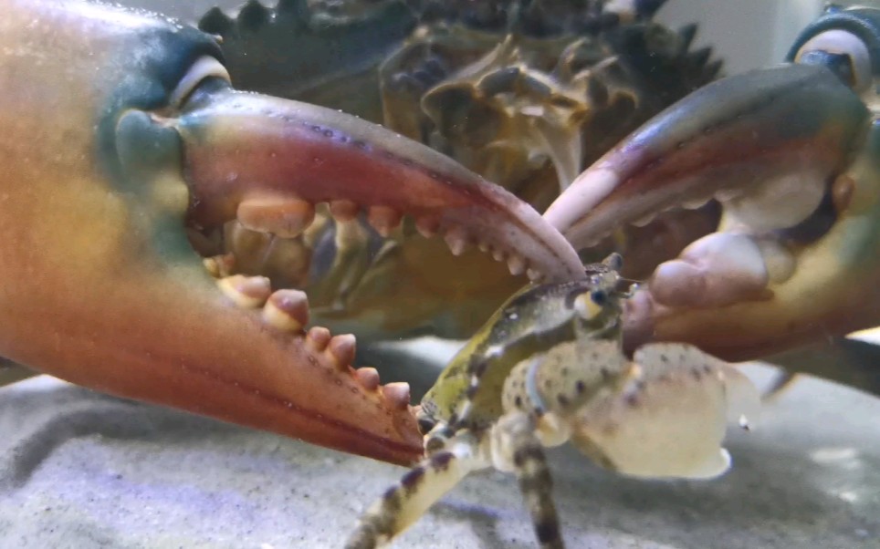 螃蟹 模式生物_螃蟹生态系统_螃蟹生物图