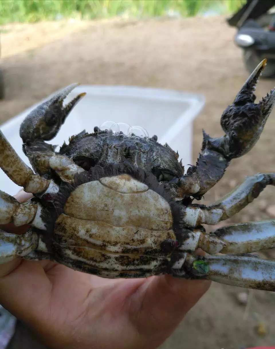 海底大猎杀蟹王视频_海底大猎杀螃蟹王权杖有什么用_海底大猎杀螃蟹王游戏