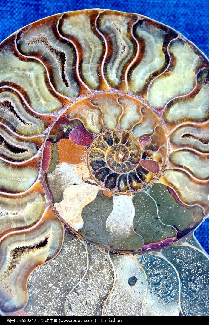 简笔贝壳的简单画法_贝壳的简笔画_简笔画贝壳简笔画