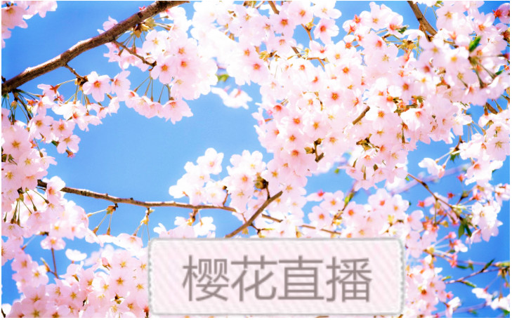 花海视频_樱花视频下载_9.1短视频下载