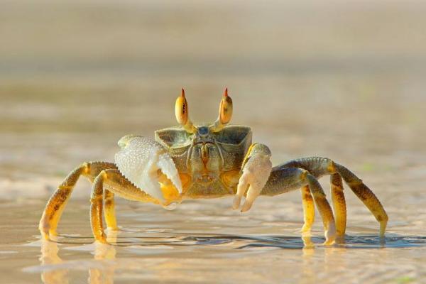 螃蟹生物模式图片_螃蟹模式生物_螃蟹生态系统