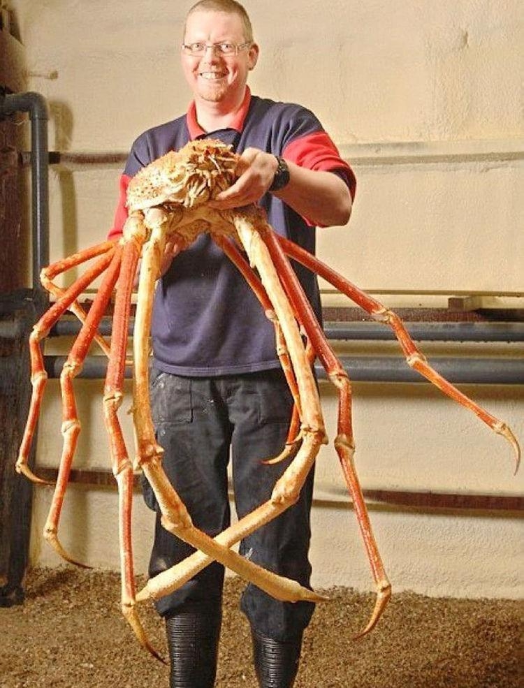 海底大猎杀螃蟹王游戏_海底大猎杀螃蟹王权杖有什么用_海底猎杀之帝王蟹
