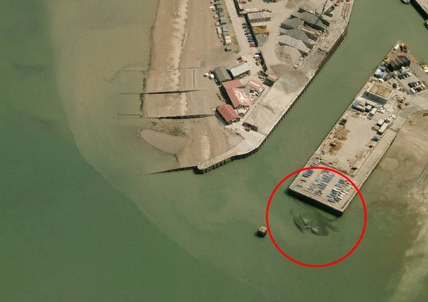 海底猎杀小游戏_海底大猎杀crab madness是什么模式_猎杀u-42海底大战