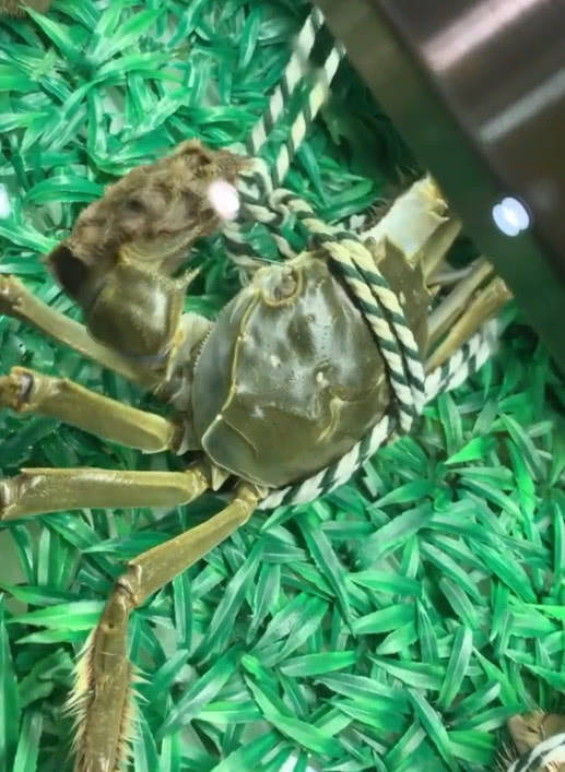 猎杀u-42海底大战_海底大猎杀crab madness是什么模式_海底猎杀小游戏