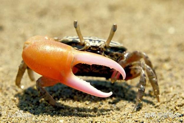 海底猎杀小游戏_海底大猎杀crab madness是什么模式_猎杀u-42海底大战