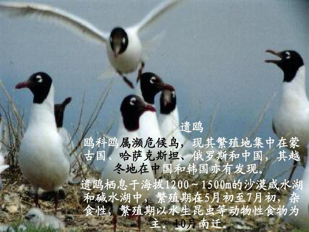 动物汇总图片_百图汇动物图片_动物图片绘画简单图片