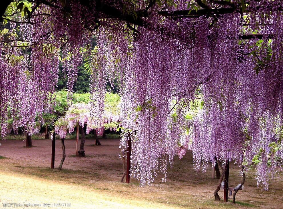 花藤的图片_花藤图片手绘简约框架_花藤图片素材