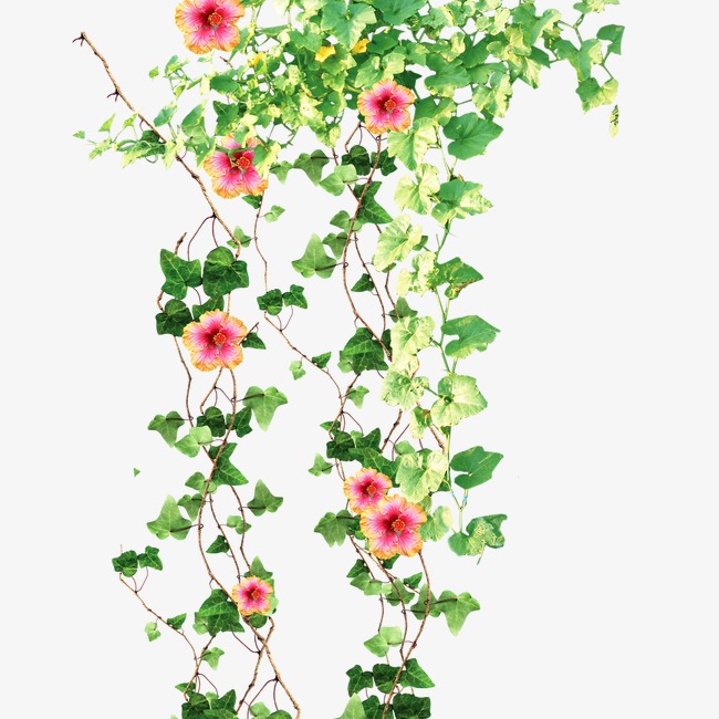 花藤图片素材_花藤图片手绘简约框架_花藤的图片