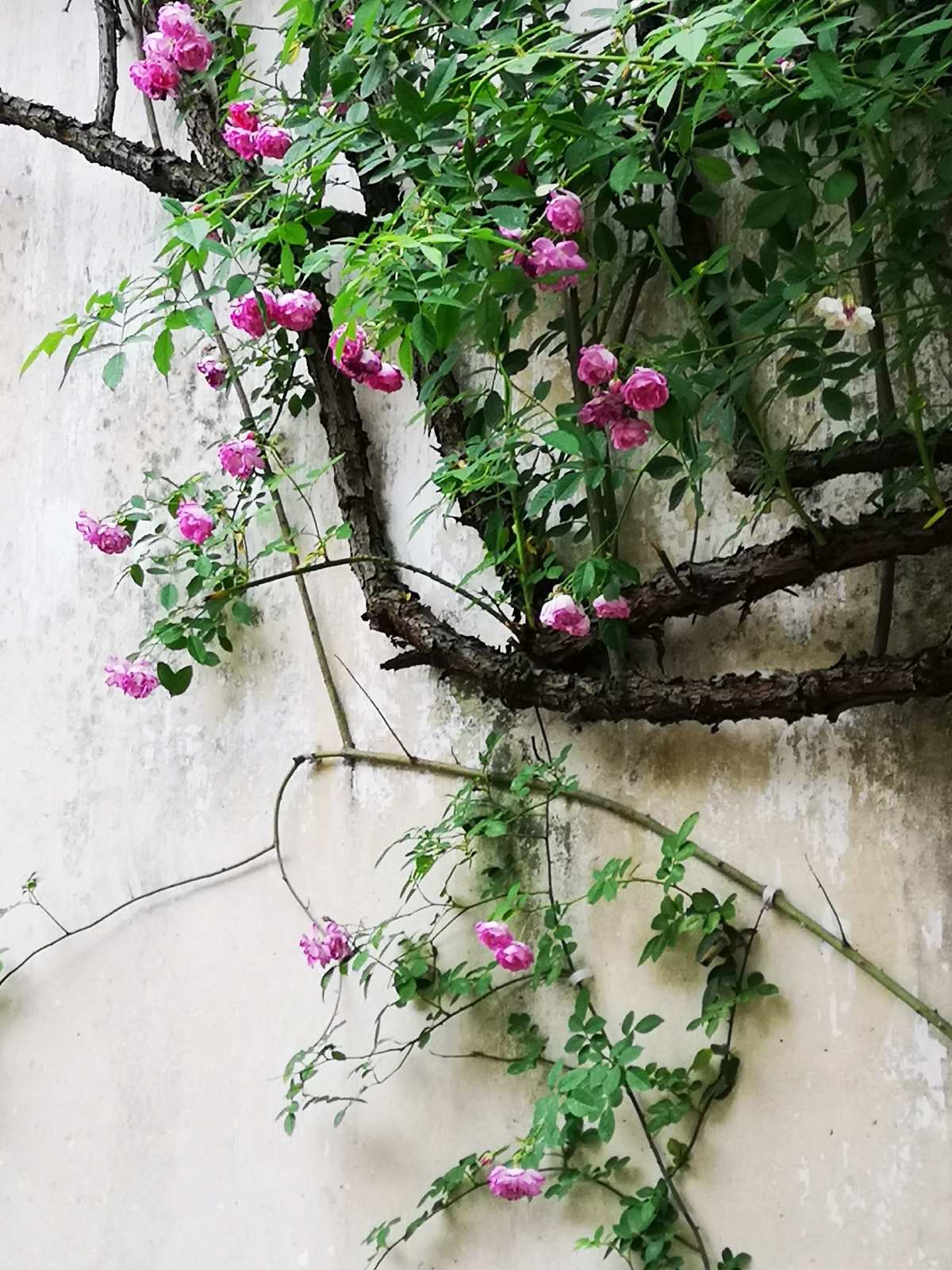 花藤图片手绘简约框架_花藤的图片_花藤图片素材