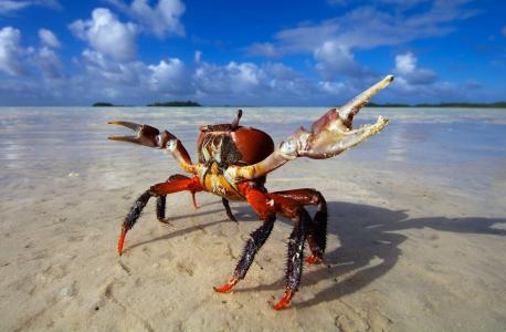 海底大猎杀crab madness是什么模式_海底猎杀小游戏_海底猎杀海