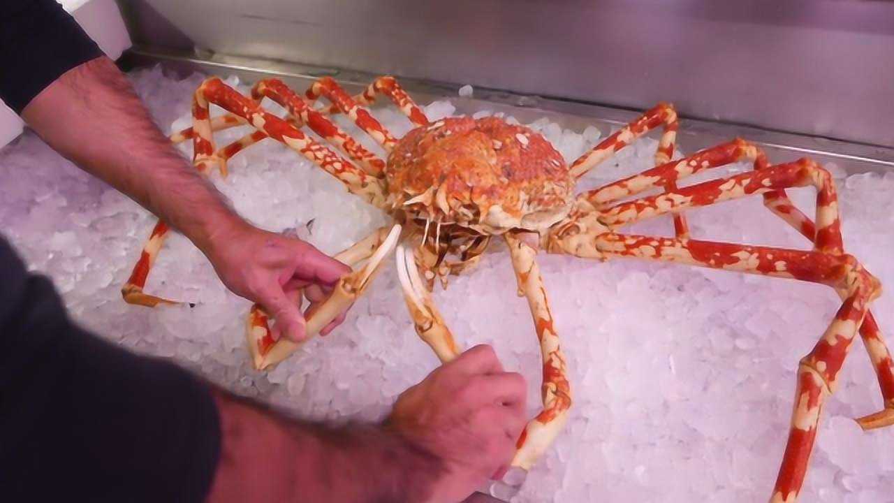 螃蟹的海底大猎杀视频_螃蟹杀手_螃蟹大猎杀