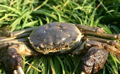 螃蟹 模式生物_螃蟹生物图_螃蟹生态系统