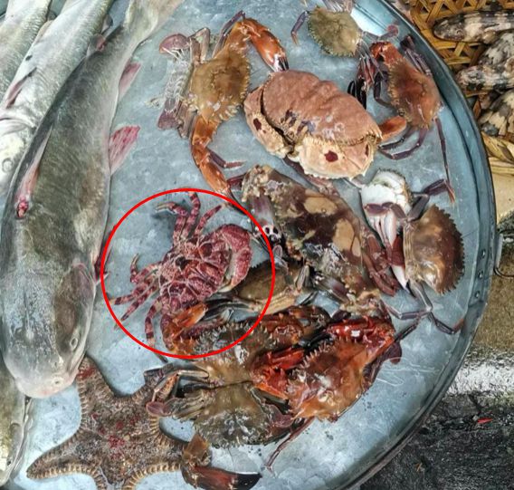 秋季海岸线惊现螃蟹大猎杀：海洋生态学家深度解析