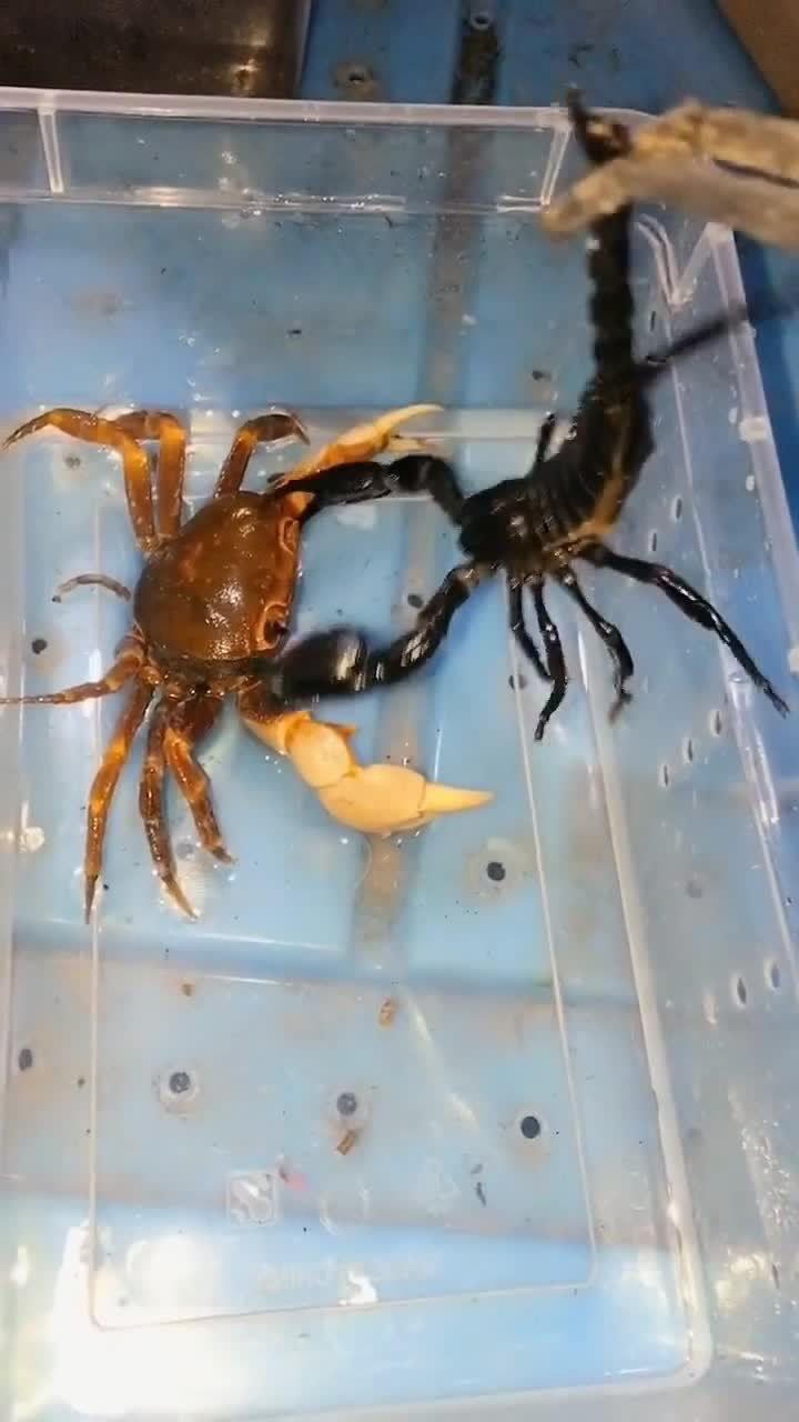 海底大猎杀螃蟹王权杖有什么用_海底猎杀之帝王蟹_海底大猎杀螃蟹王游戏